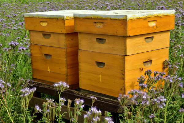 sklep z wysokiej jakości akcesoriami pszczelarskimi